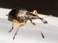 Protapion fulvipes